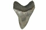 Serrated, 4.95" Fossil Megalodon Tooth - South Carolina - #200801-2